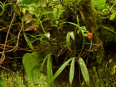 Maxillaria jamesonii