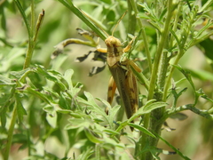 Melanoplus flavidus