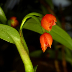 Maxillaria jamesonii