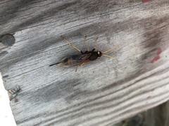 Urocerus flavicornis