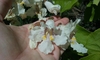 Northern Catalpa - Photo no rights reserved, uploaded by rockybajada
