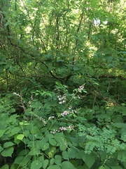 Hylodesmum glutinosum