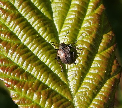 Western Grape Rootworm