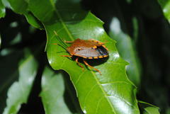 Anaxarchus