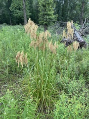 Scirpus pedicellatus