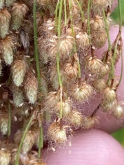 Scirpus pedicellatus
