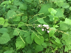 Hylodesmum glutinosum