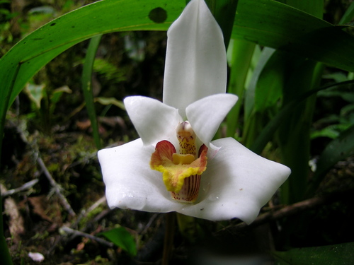Lehmannii Orchid