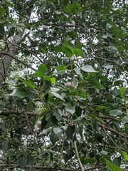 Populus × acuminata