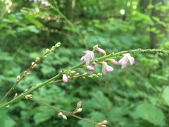 Hylodesmum glutinosum
