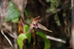 Maxillaria rotundilabia