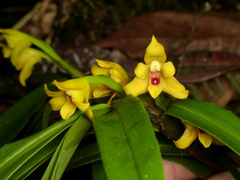 Maxillaria guareimensis
