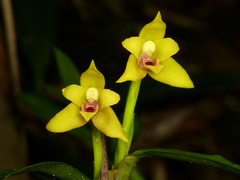 Maxillaria guareimensis