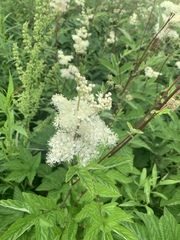 Filipendula ulmaria