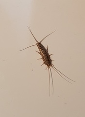 Ctenolepisma lineatum