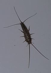 Ctenolepisma lineatum
