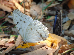 Morpho polyphemus polyphemus