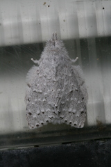 Cnethodonta grisescens