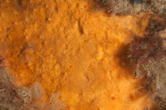 Crellomima