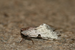 Harpyia microsticta