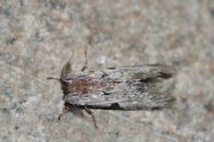 Harpyia microsticta