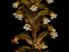 Microchilus erythrodoides