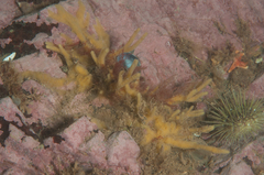 Halichondria bowerbanki