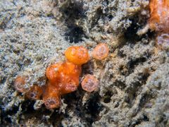 Distaplia occidentalis