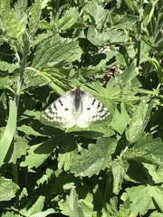 Parnassius clodius menetriesii