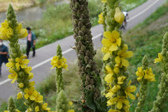 Verbascum thapsus