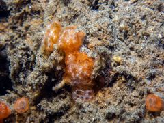 Distaplia occidentalis