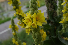 Verbascum thapsus