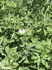 Parnassius clodius menetriesii