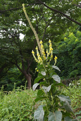 Verbascum thapsus