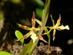 Oncidium aspidorhinum