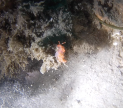 Austraeolis stearnsi