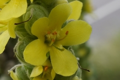 Verbascum thapsus