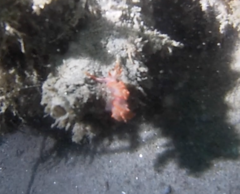 Austraeolis stearnsi