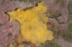 Halichondria sitiens