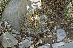 Echinofossulocactus lloydii