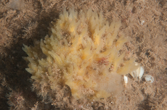 Halichondria sitiens