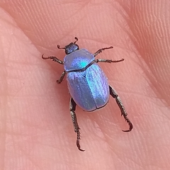 Hoplia coerulea