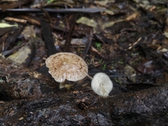 Pluteus readiarum