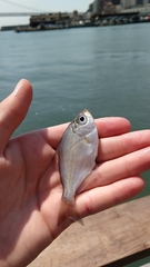 Hyperprosopon argenteum