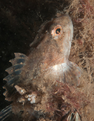 Myoxocephalus