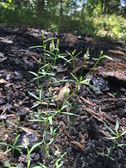 Polygala verticillata