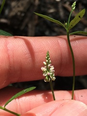 Polygala verticillata