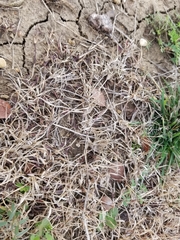 Bouteloua dactyloides