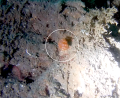 Distaplia occidentalis