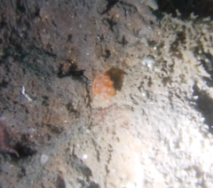 Distaplia occidentalis